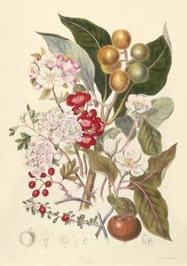 Pomaceae, der Apfelstamm