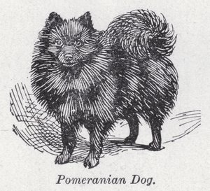 Pommerscher Hund von English School