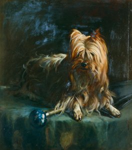 Porträt von Jim; ein Yorkshire Terrier von English School