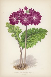 Primula Cortusoides Amoena von English School