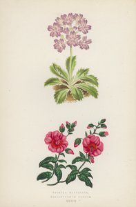 Primula Marginata; Helianthemum Roseum von English School