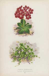 Primula Pedemontana; Linaria Hepaticaefolia von English School