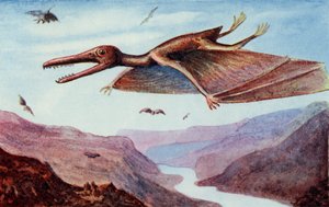 Pterodaktylus, aus 