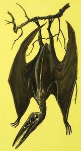 Pterodactylus von English School