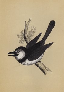 Puffvogel von English School