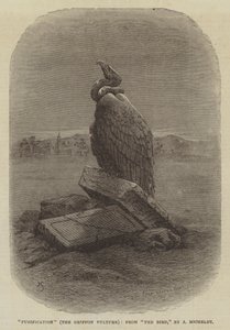"Reinigung" (Der Gänsegeier), aus "Der Vogel" von J. Michelet von English School