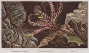Purpurspitzen-Seeigel, Rosiger Federstern, Sternchen von English School