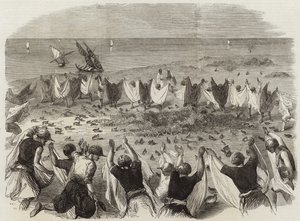 Wachtelfang in Syrien von English School