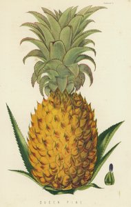 Königin-Ananas