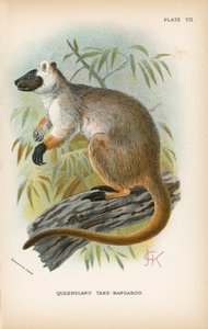 Queensland-Baumkänguru von English School