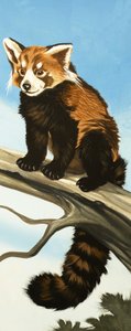 Waschbär