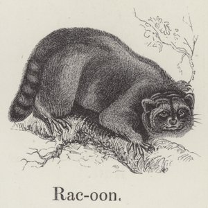Waschbär von English School