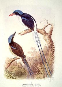 Racketenschwanz-Kingfisher, fol. 12 Vol III, aus 