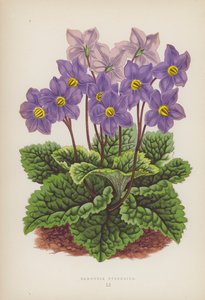 Ramondia Pyrenaica von English School