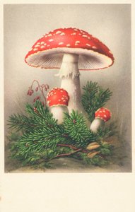 Fliegenpilze von English School
