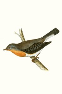 Rotbrust-Fliegenschnäpper, Illustration aus 