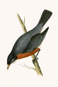 Rotbrustdrossel, Illustration aus 