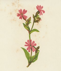 Rote Lichtnelke, Lychnis Dioica von English School