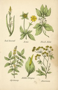 Rotes Taumelkorn, Nelkenwurz, Schwarzer Holunder, Odermennig, Natternzunge, Amomum von English School