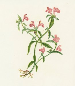 Roter Hanfnessel, Galeopsis Ladanum von English School