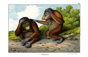 Roter Orang-Utan