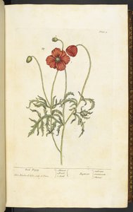 Roter Mohn, Tafel 2 aus 