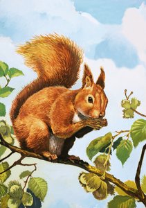 Rotes Eichhörnchen