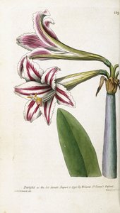 Rot-weiß gestreifte Lilie, 1799-1810 von English School