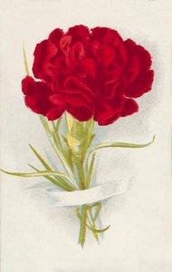 Rote Nelke