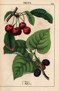Rote Kirschen und Maulbeerfrucht, aus 