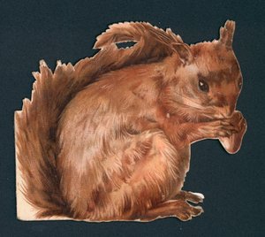 Rotes Eichhörnchen, viktorianischer Ausschnitt