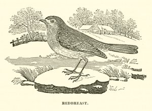 Rotkehlchen (Gravur)