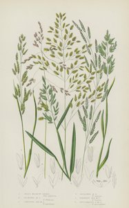 Schilf-Wiesen-Gras, Schwimmendes Wiesen-Gras, Kriechendes See-Wiesen-Gras, Reflex-Wiesen-Gras (Farblithografie) von English School