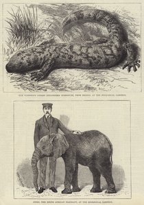 Bewohner des Londoner Zoos (Stich)