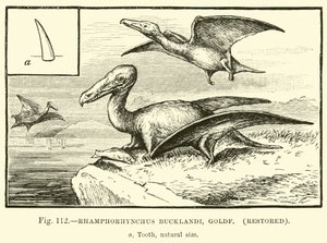 Rhamphorhynchus Bucklandi, Goldf (restauriert) von English School