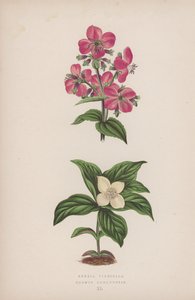 Rhexia Virginica; Cornus Canadensis von English School