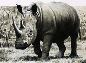 Nashorn
