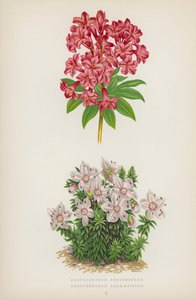 Rhododendron Ferrugineum; Rhododendron Chamaecistus von English School