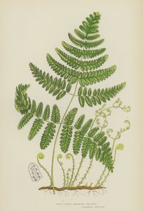 Steifer Dreizweigiger Tüpfelfarn (Farblithografie) von English School