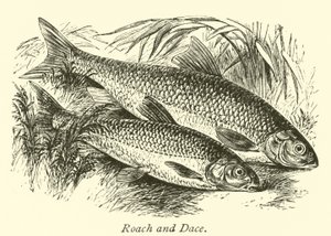 Rotauge und Döbel von English School