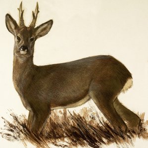 Reh