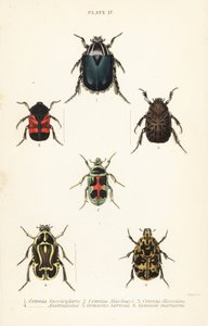 Rosenkäfer: Cetonia fascicularis 1, Heterorhina macleayi 2, Gametoides subfasciata 3, Geigenkäfer, Eupoecila australasiae 4, Gymnetis hieroglyphica 5 und Gymnetis marmorea 6