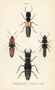 Kurzflügelkäfer: Staphylinus erythrurus 1, Xantholinus fulgidus 2, Bolitobius atricapillus 3, Zirophorus exaratus 4 von English School