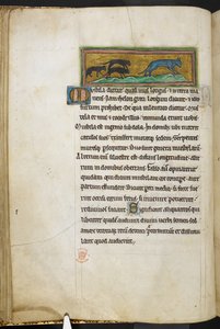 Mäuse jagen eine Katze, aus Bestiarium (ff. 3-141), Lapidarium (ff. 141v-149), 2. Viertel des 13. Jahrhunderts von English School