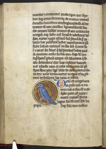 Wiedehopf, aus Bestiarium