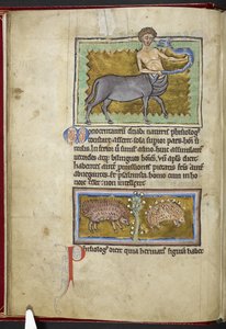 Zentaur, aus 