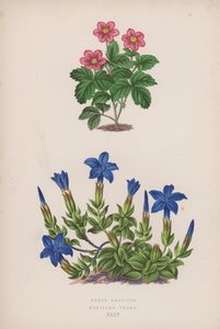 Rubus Arcticus; Gentiana Verna von English School