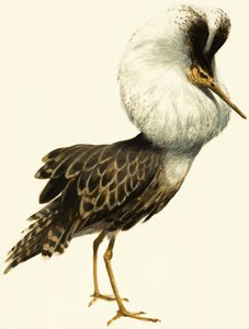 Kampfläufer