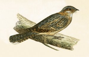 Rotnacken-Nachtschwalbe, Illustration aus 