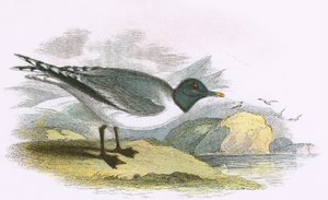 Sabines Möwe von English School